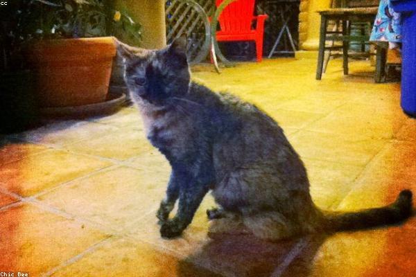 Schrödinger'in Kedisi ve Kuantum Süperpozisyonu: Bir Kedi Aynı Anda Hem Ölü Hem Diri Olabilir mi?